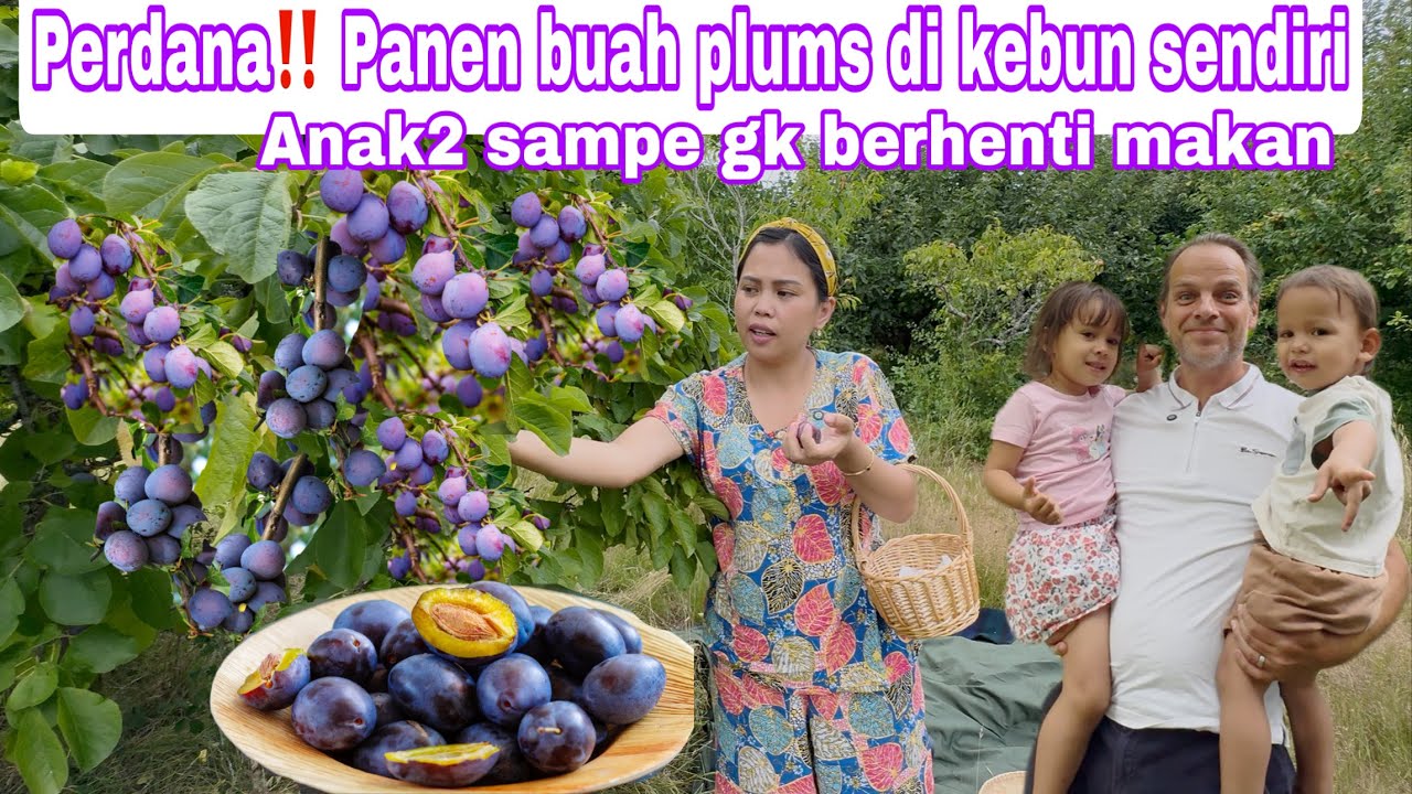 PERDANA‼️ PANEN BUAH PLUMS DI KEBUN SENDIRI || ANAK2 SAMPE NONSTOP MAKAN 