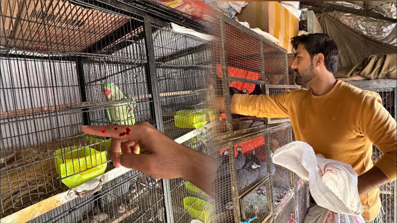Sab Khuch Mil Gea Aj To 🥰 Parrot Nay Bhi Kat Lia 😃