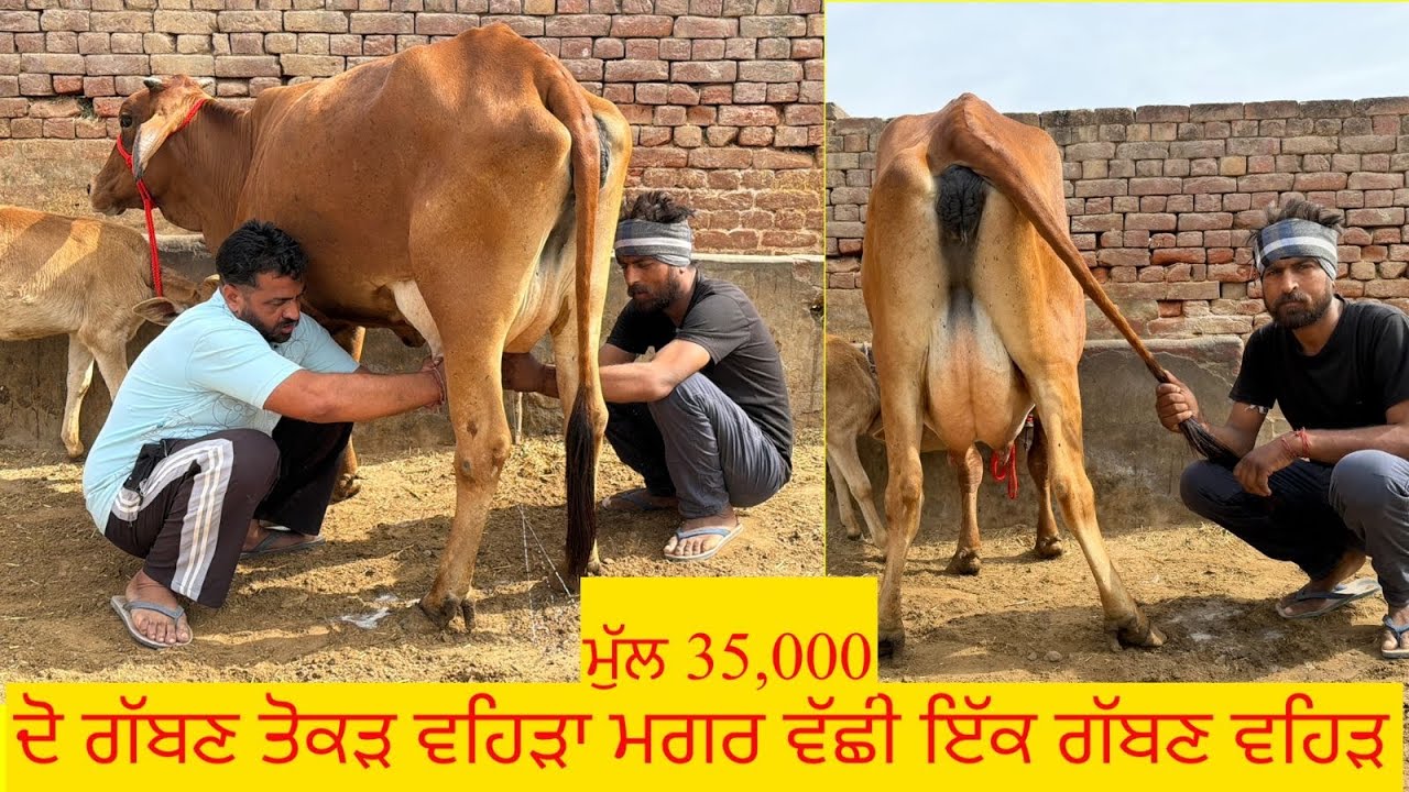 ਪਿੰਡ ਜਿਉਦ। ਦੋ ਤੋਕੜ ਗੱਬਣ ਗਾਵਾਂ ਤੇ ਗੱਬਣ ਗਾਂ 👌🏻🔥ਘੱਟ ਰੇਟ😱🔥Bawa dairy farm 