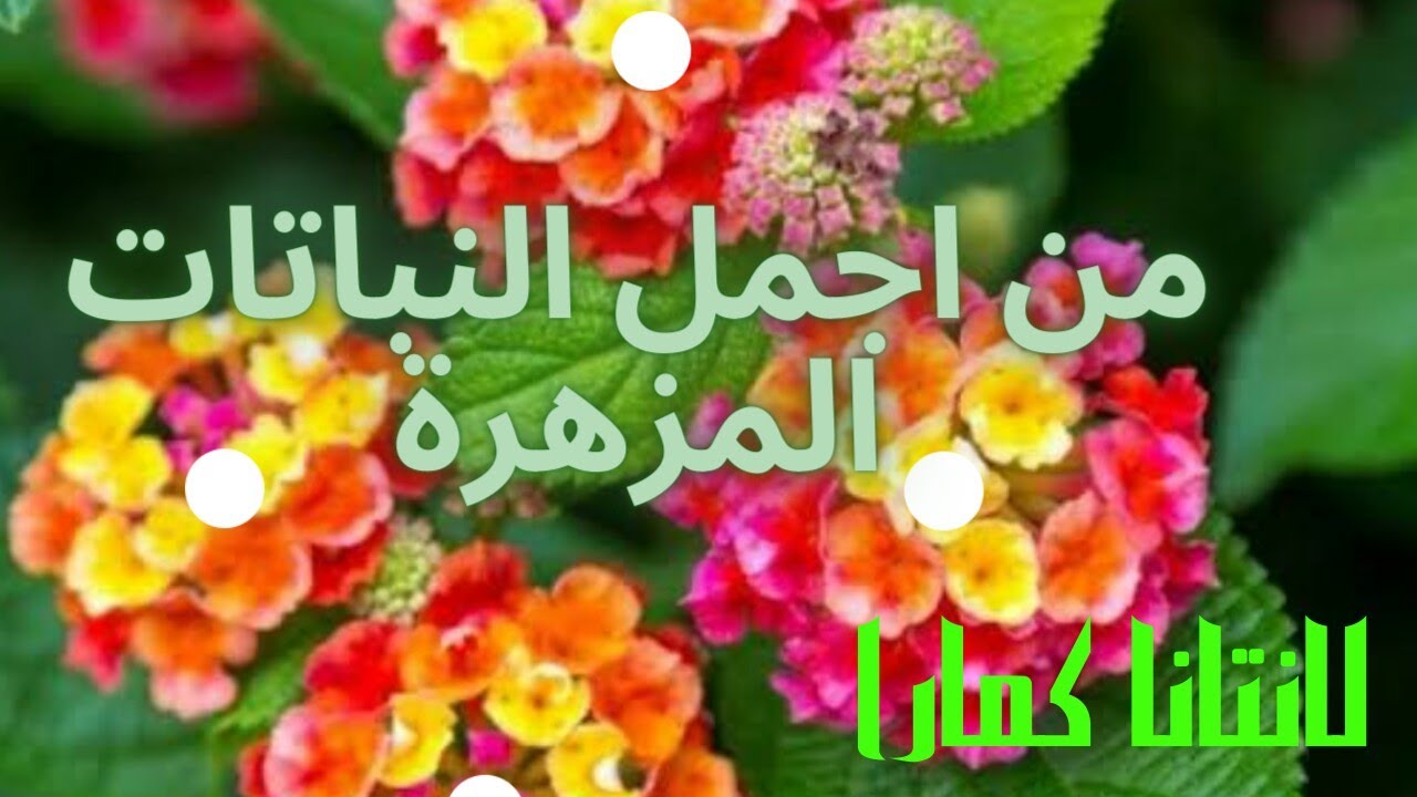 معلومات عن نبتة اللانتانا كمارا _المينا_عشبة ام كلثوم  الرعاية والاكثار والرى والتسميد واهم مميزاتها