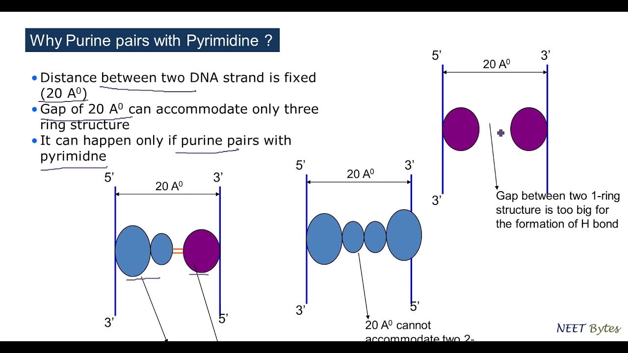 Structure of DNA