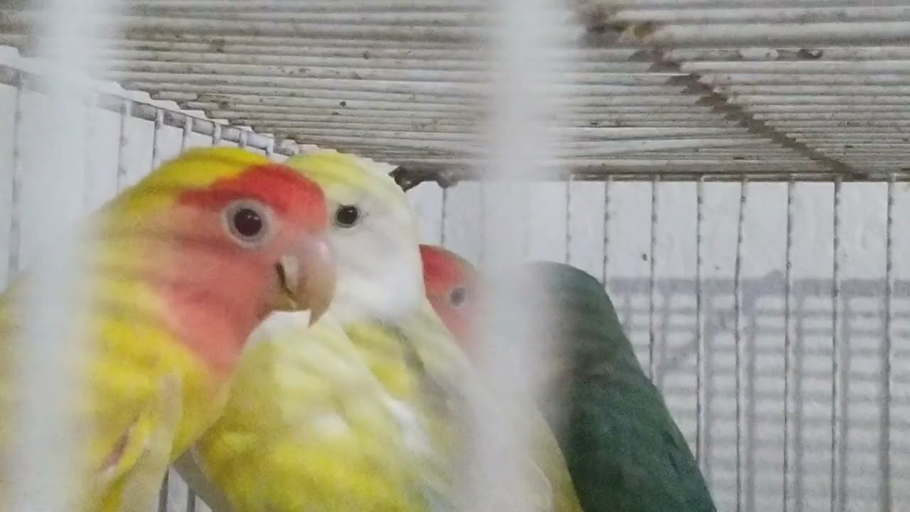 NOVIDADES 🥳👍 #agapornis #Roseicollis e futuro casal na Cor #periquito #cintilante x #albino