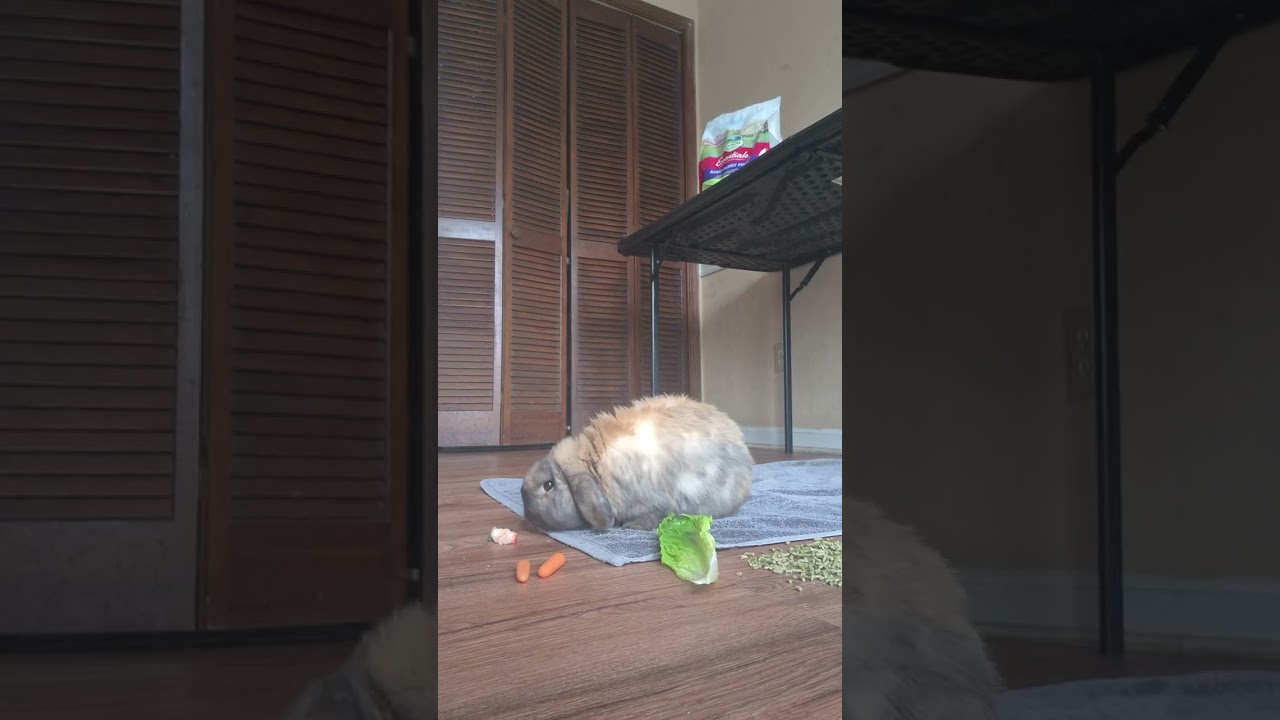 Master Flopsies enjoying his fruit snacks and Healthy bunny vitamins on Valentines day. #bunny 