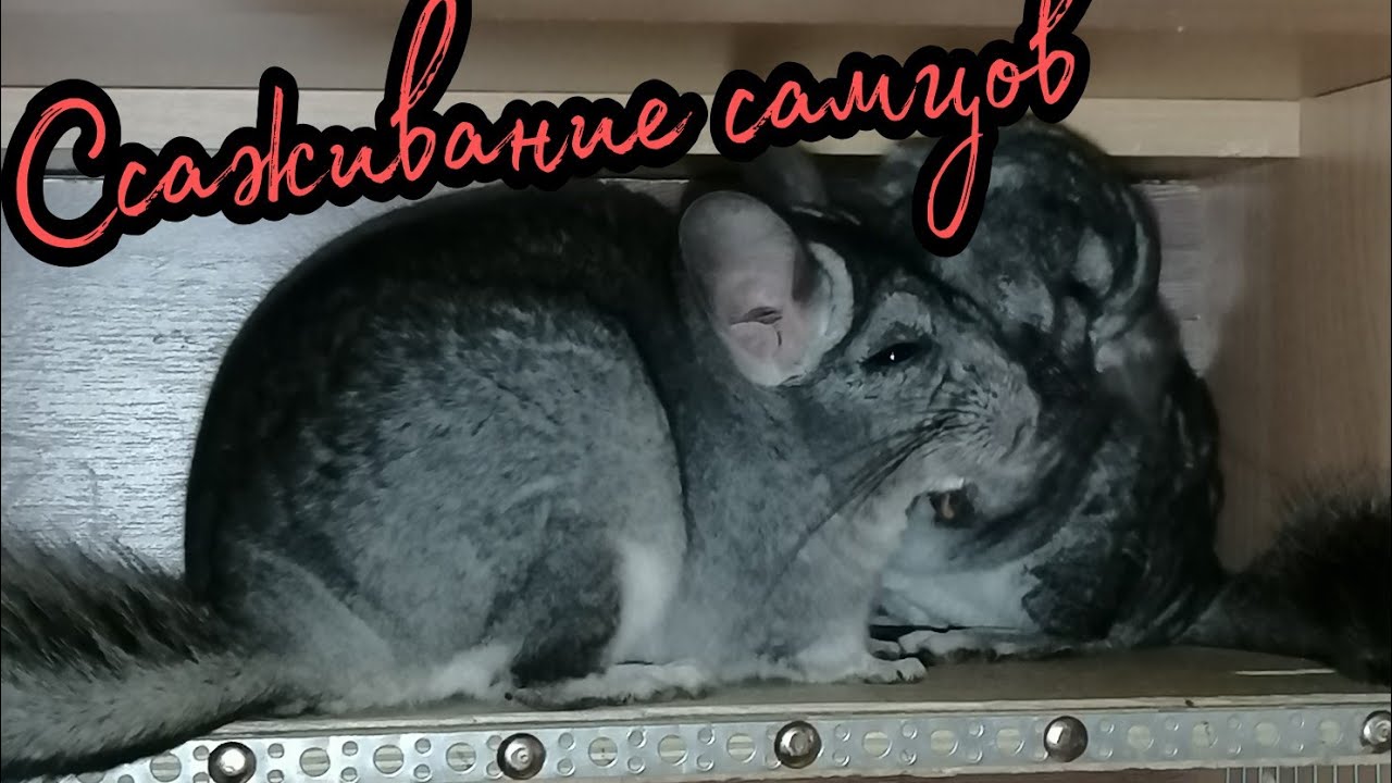 Ссаживание шиншилл/Однополых(самцы)