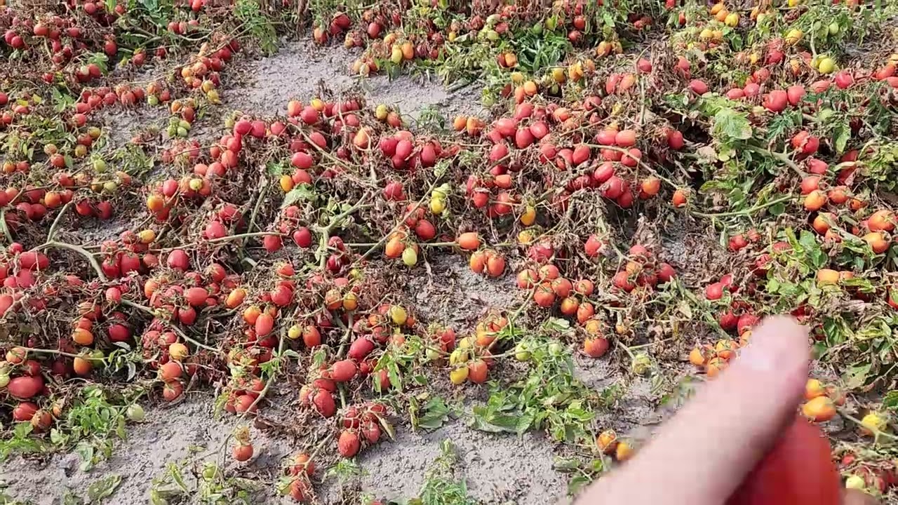 Tomato Heinz 1015 F1 yields 120 tons per hectare. 18/09/2023