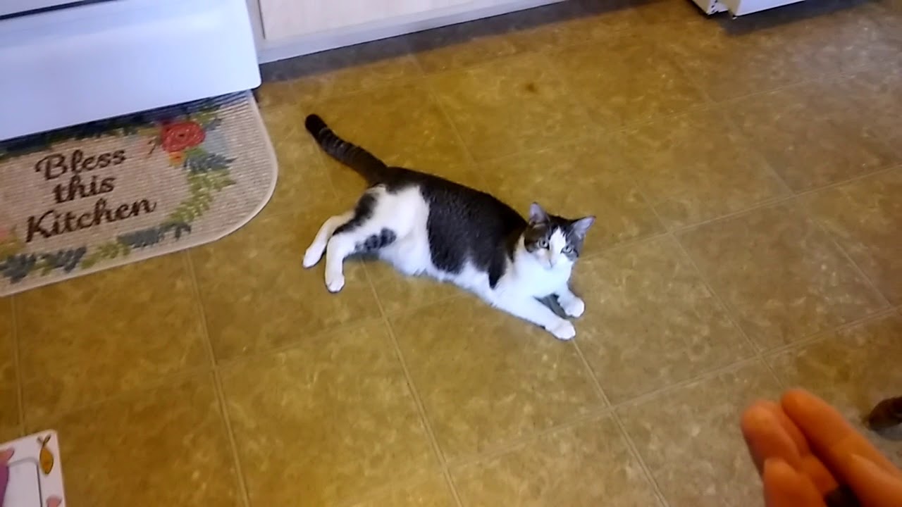 CAT OBEYS MY COMMAND!