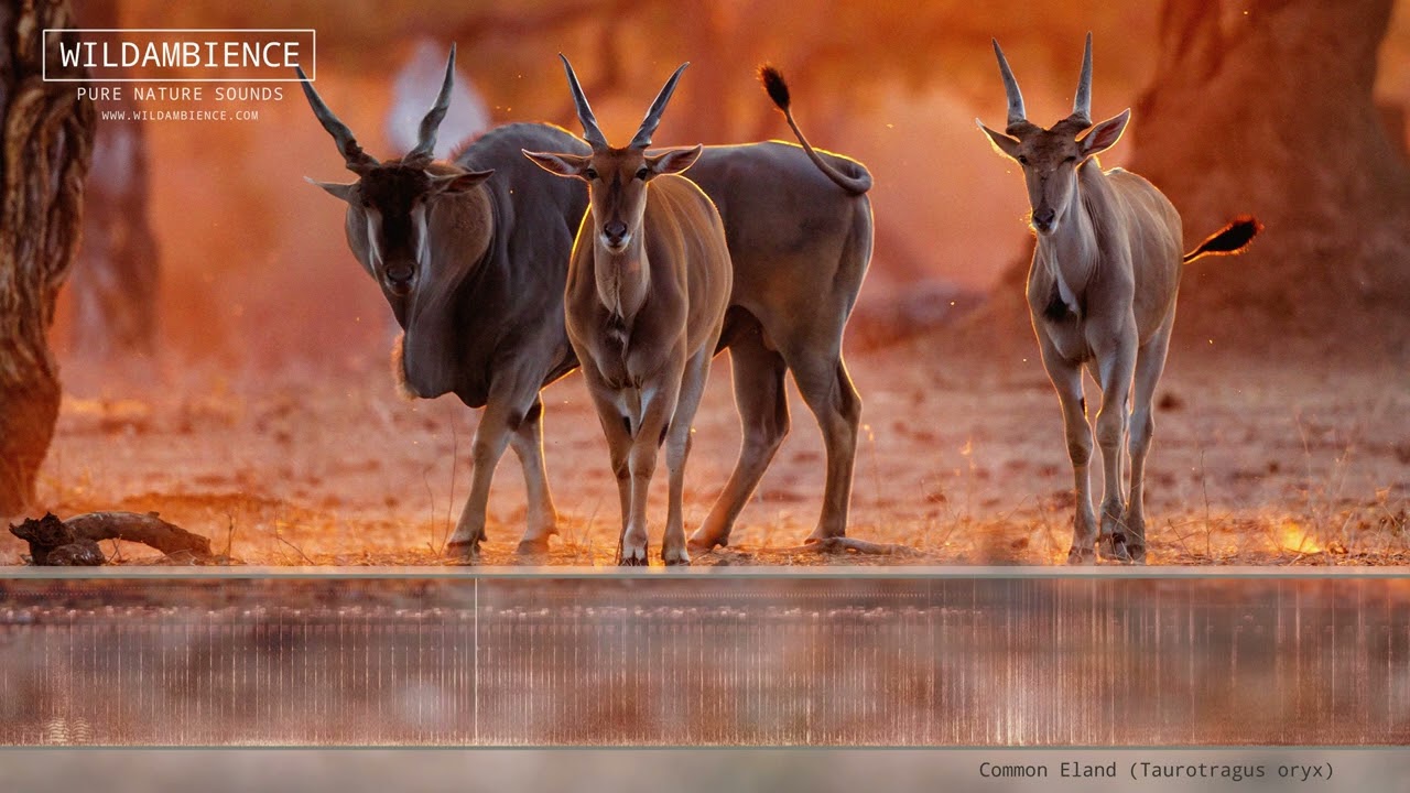 Eland Sounds - The peculiar clicking & swishing sounds of an Eland walking.