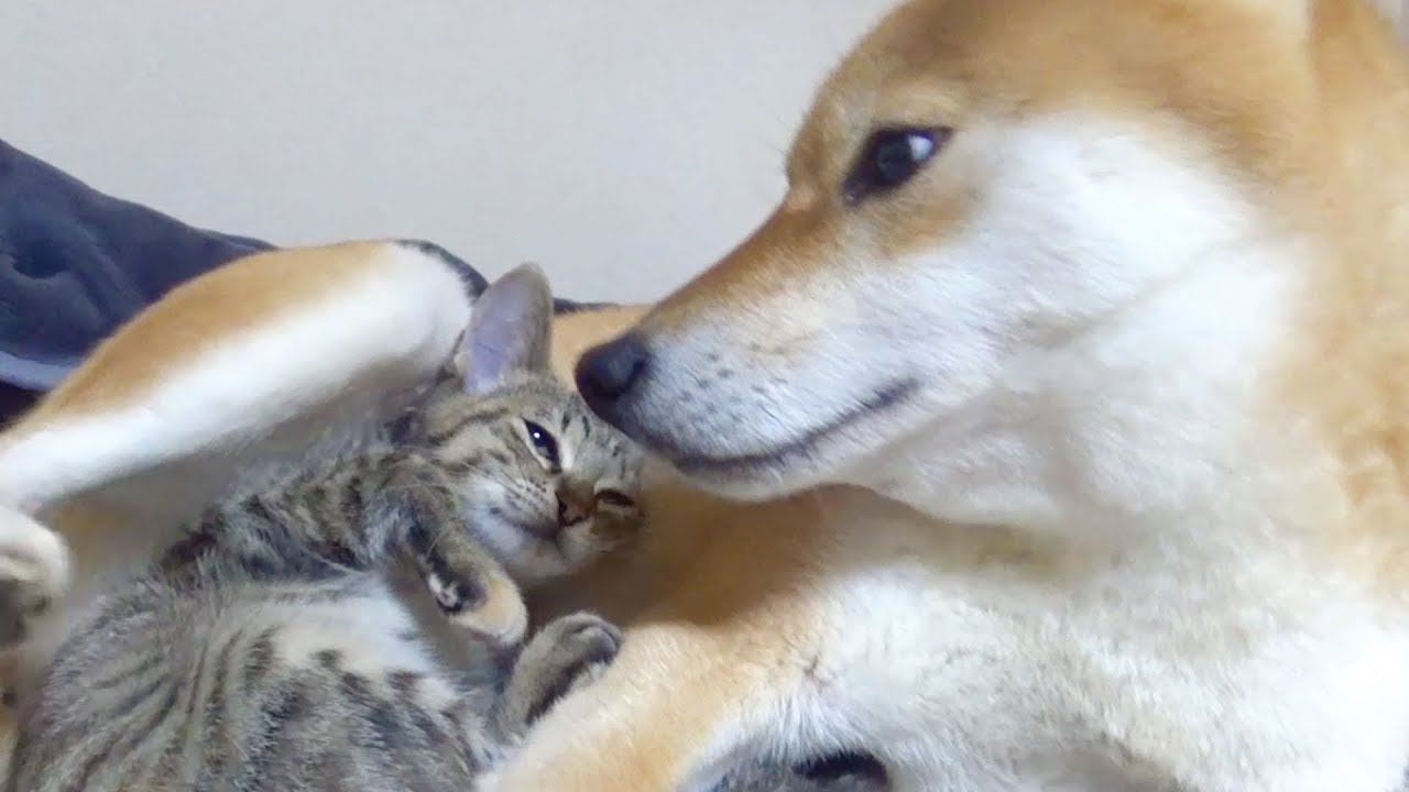 【柴犬と子猫】飼い主もビックリ！種を超えた親子愛誕生！--Parent-child love of dogs and kittens--