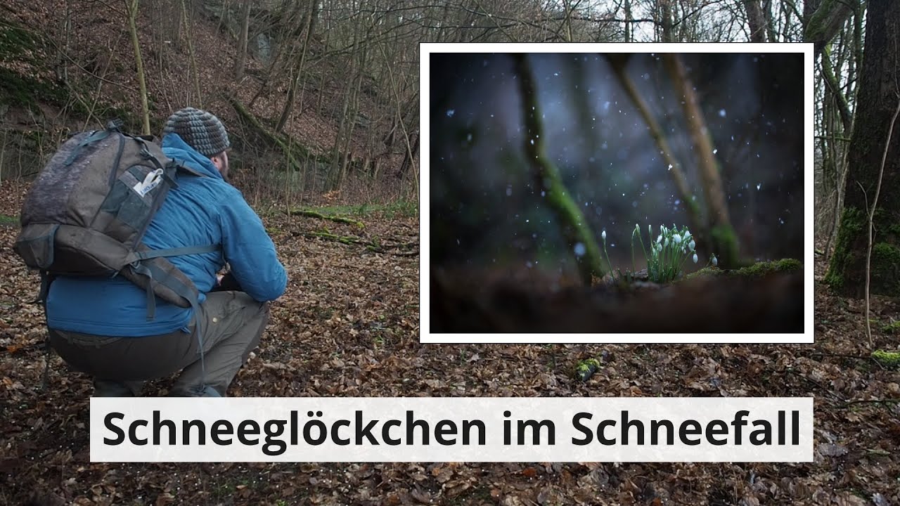 SCHNEEGLÖCKCHEN im SCHNEEFALL fotografieren!