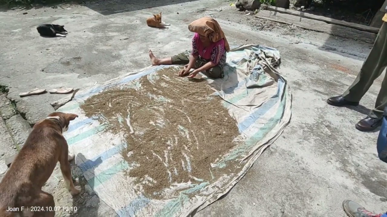 Tribu Bata Karu. Karu District. North Sumatra