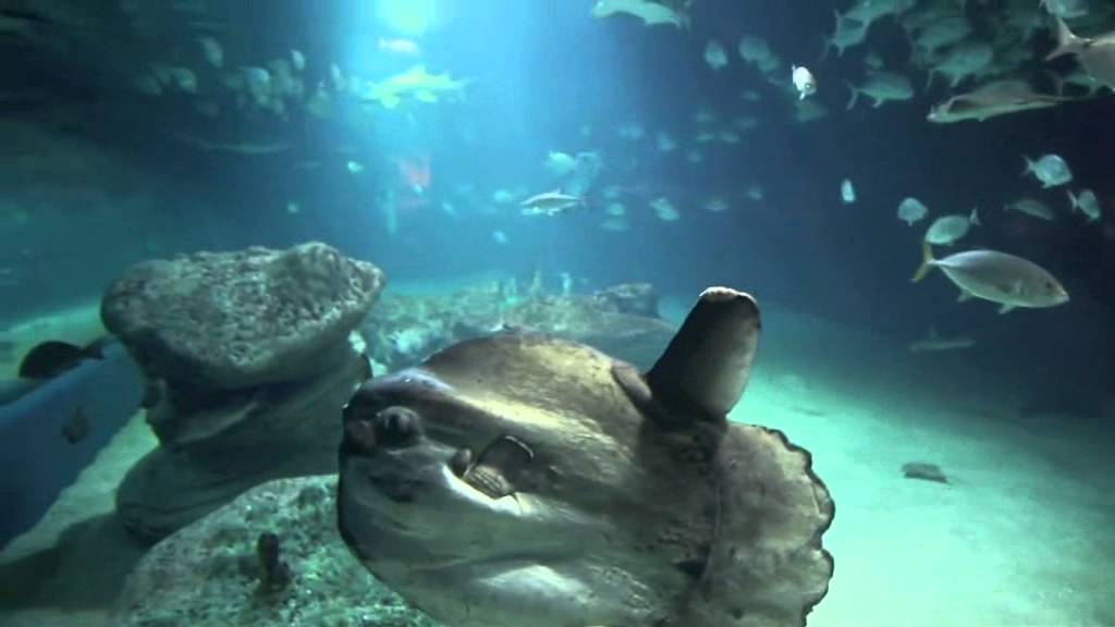 Parco Oceanografico di Valencia