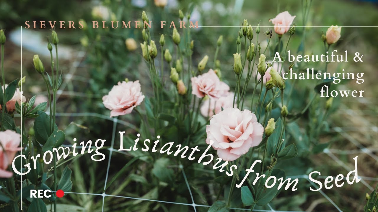 Growing Lisianthus (Eustoma grandiflorum) from Seed on the Flower Farm | Sievers Blumen Farm