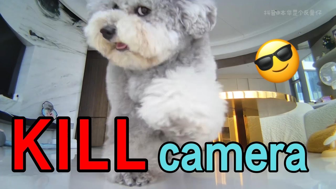 Why does the dog hate a camera so much? 🅰️ Cute BenHua #cute  #dog #funny