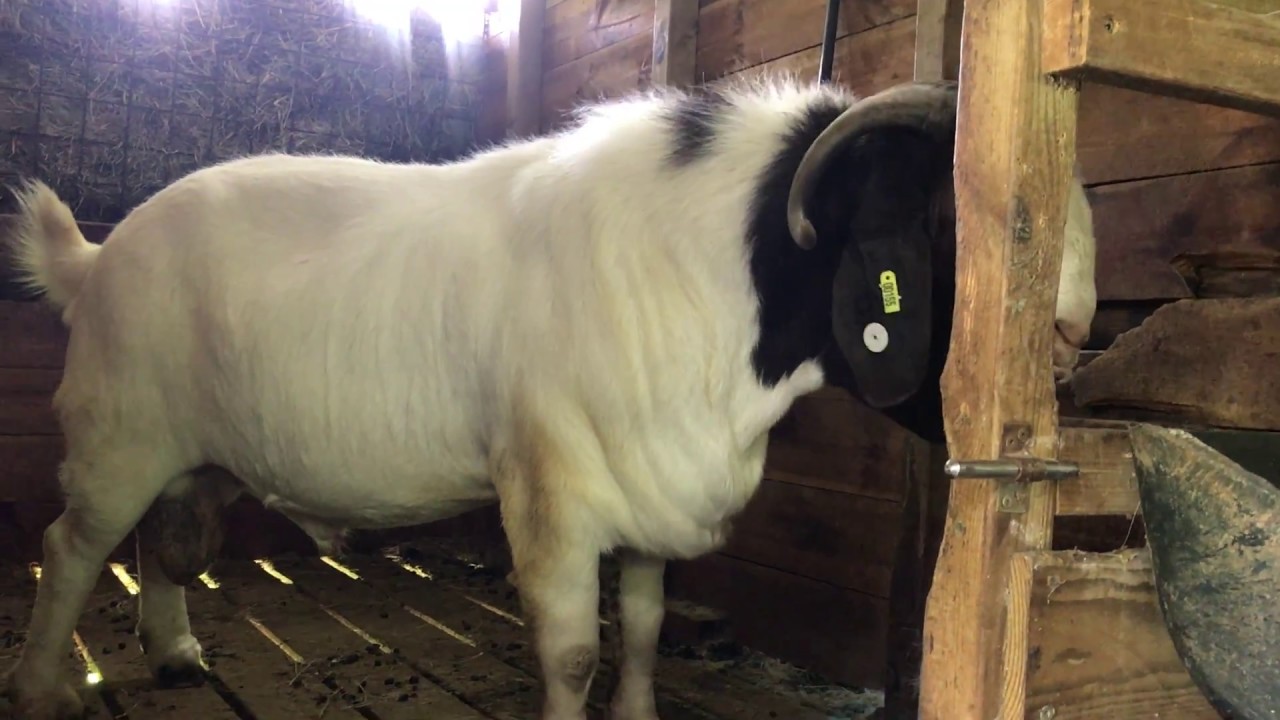 Boer goat 100% : big boys