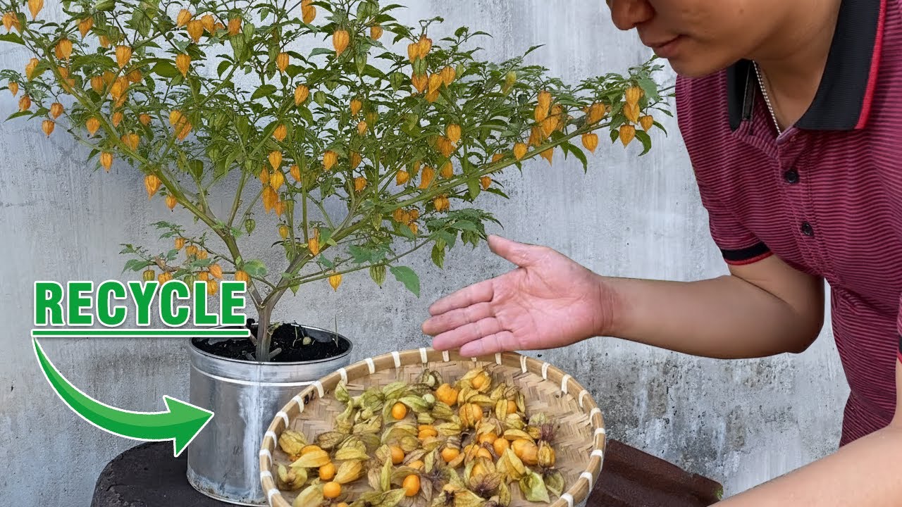 Planting Physalis (Ground Cherry) Overflowing with Fruit in Recycled Stainless-Steel Tubs