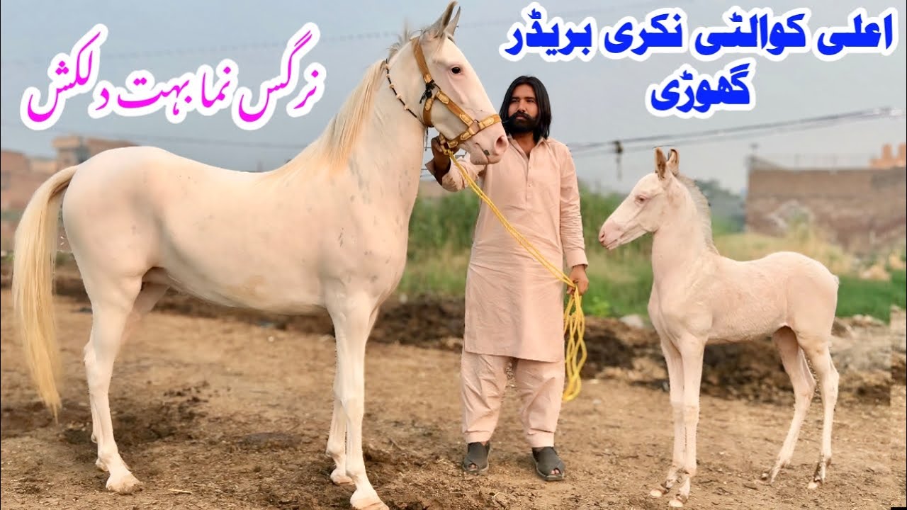 Top Class Nukri Breeder Mare For Sale | Beautiful Pakistani Local Horse Breed |Desi Nukra Ghodi 2025