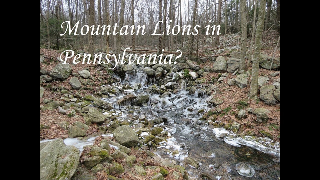 The Last Mountain Lion in Pennsylvania?