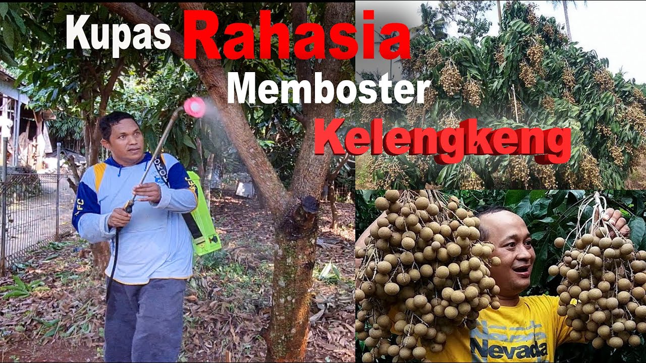 Bongkar Rahasia Memboster Kelengkeng | Mudah Hemat