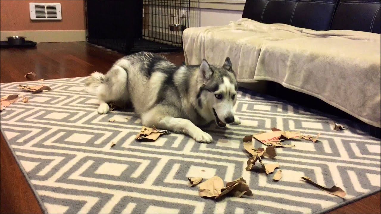 Husky Freaks Out
