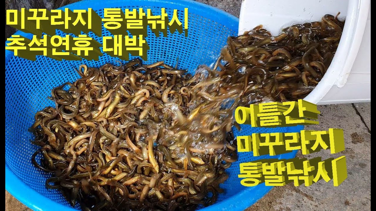 미꾸라지 통발 낚시 #4탄추석연휴 동안 추어탕용 통발 설치 방법 교육 대박 어획량 Catch the loach with a barrel.Installation Training