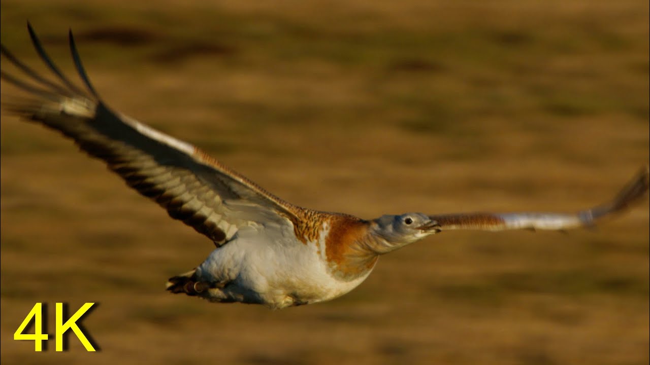 Großtrappe/ Great Bustard -- February 2021, Balz/ courtship is starting...