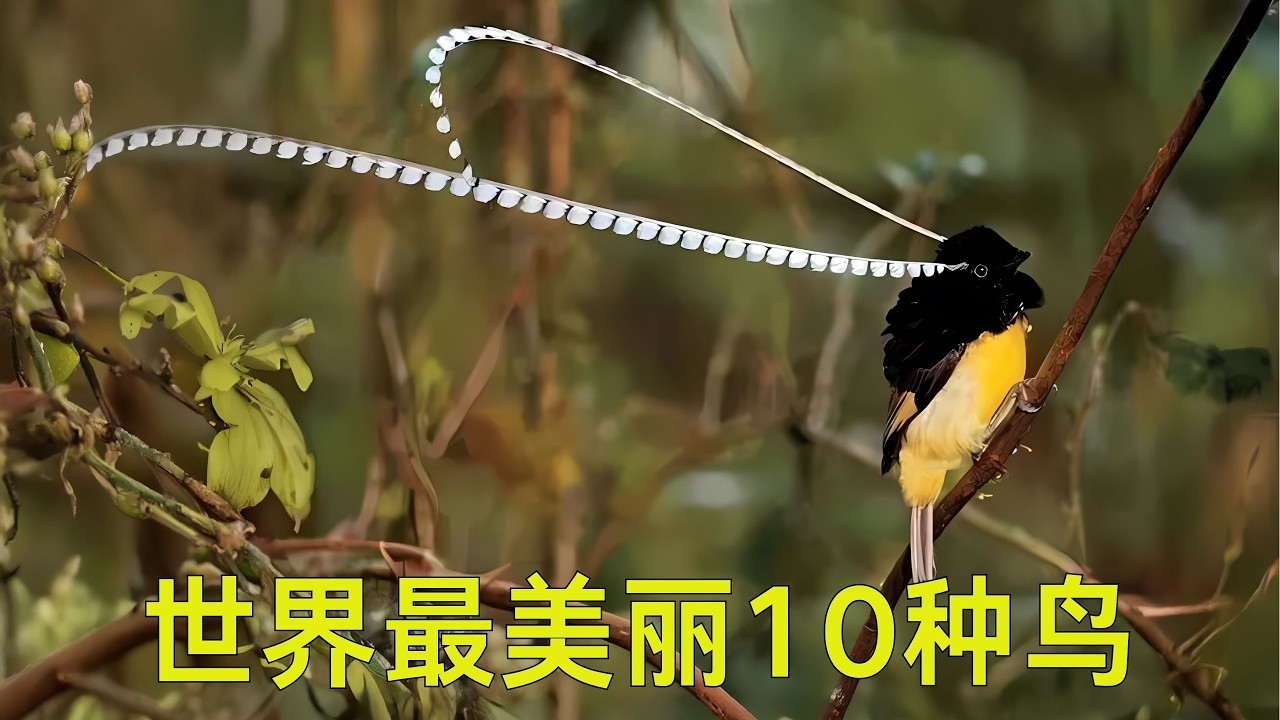 自然界最惊艳的存在！全球10种最美鸟类，每一只都像艺术品，让人一眼沦陷！