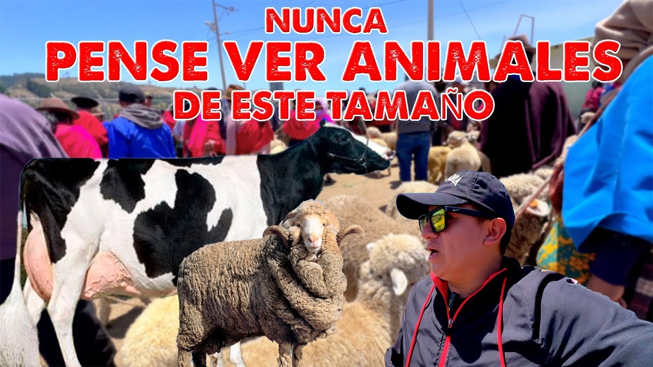 SI BUSCAS VACAS 🐄 Y BORREGOS 🐑 DE CALIDAD, AQUÍ ES!, Guamote 🇪🇨 I  GEO LEMA