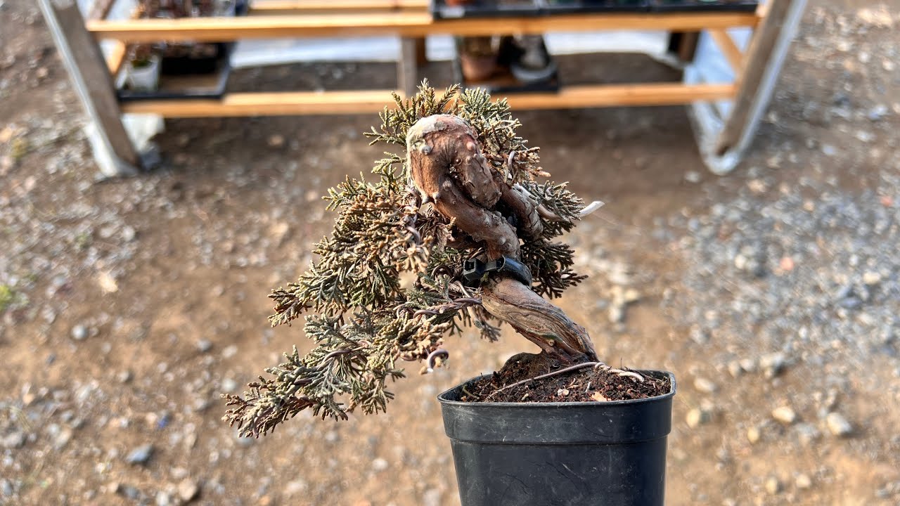 【SNP】売れ残り真柏を整枝して遊ぶ #盆栽 #bonsai
