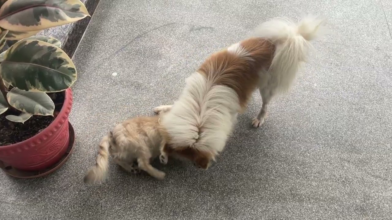 Wrestling someone double your size