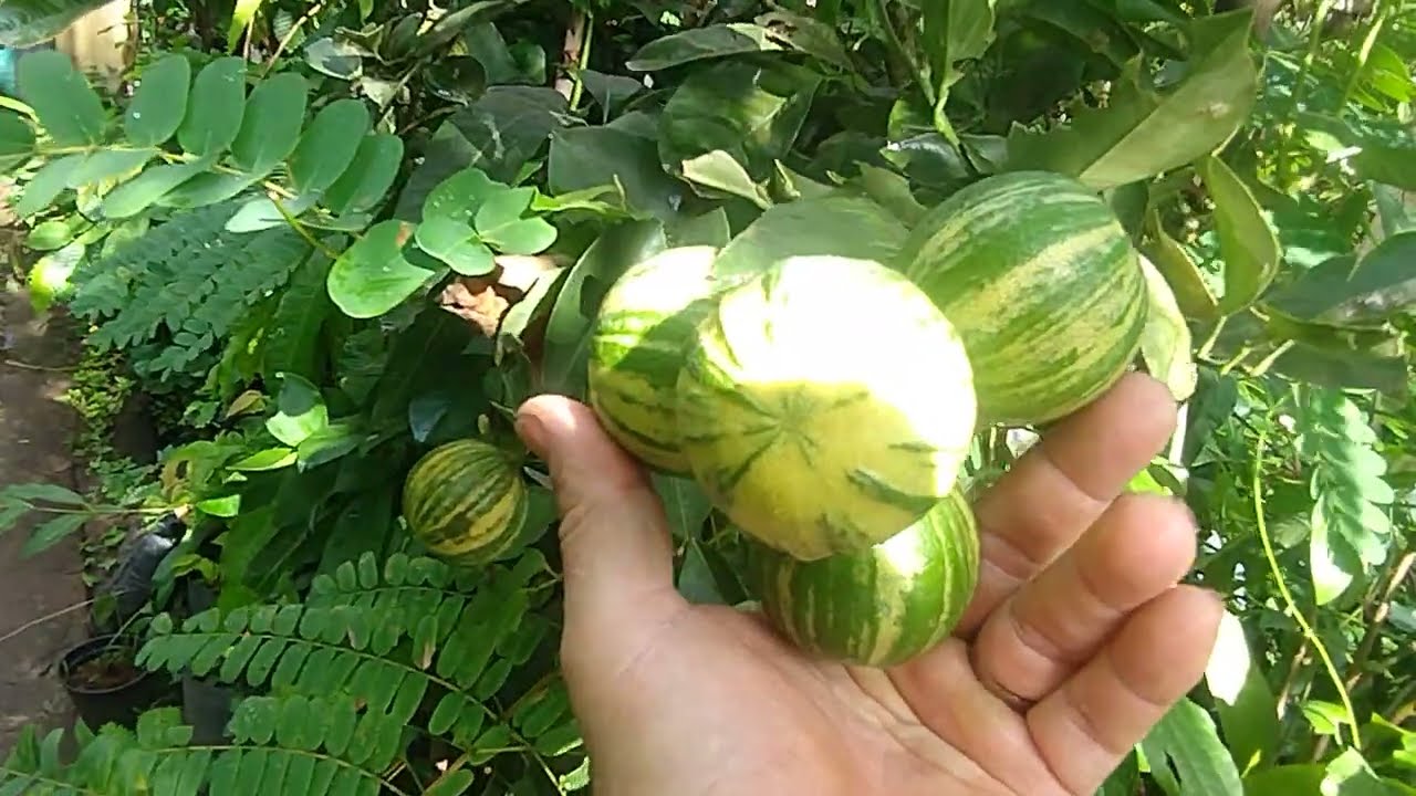 Frutífera produzindo em vaso sapota sapoti mamey Mucugê kepel marangue pastora guaquica cabeludinha 