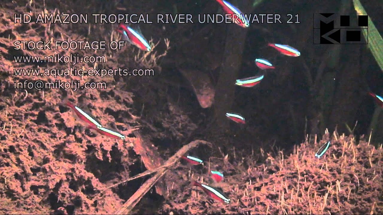Amazon Tropical River Underwater Stock Video Footage 21