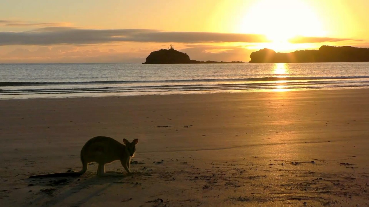 Wallaby on the beach in Australia