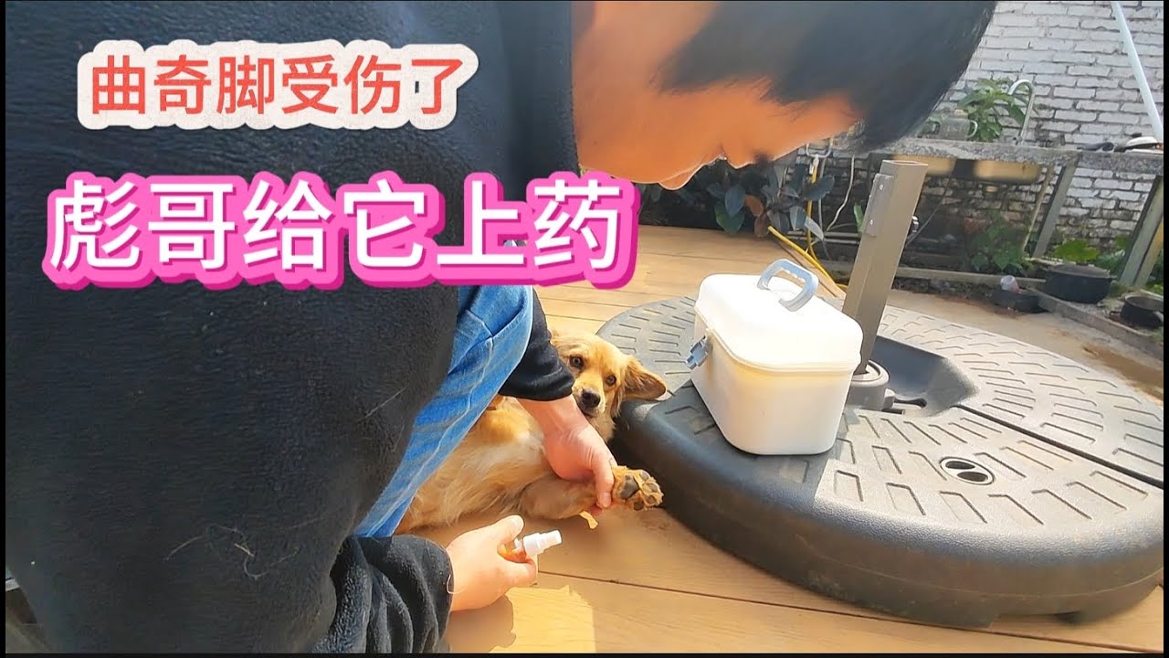 225集：当初开荒的菜园现在蔬菜满园了，曲奇在菜园玩脚一瘸一瘸的受伤了，彪哥给曲奇检查脚，可乐也凑热闹要检查