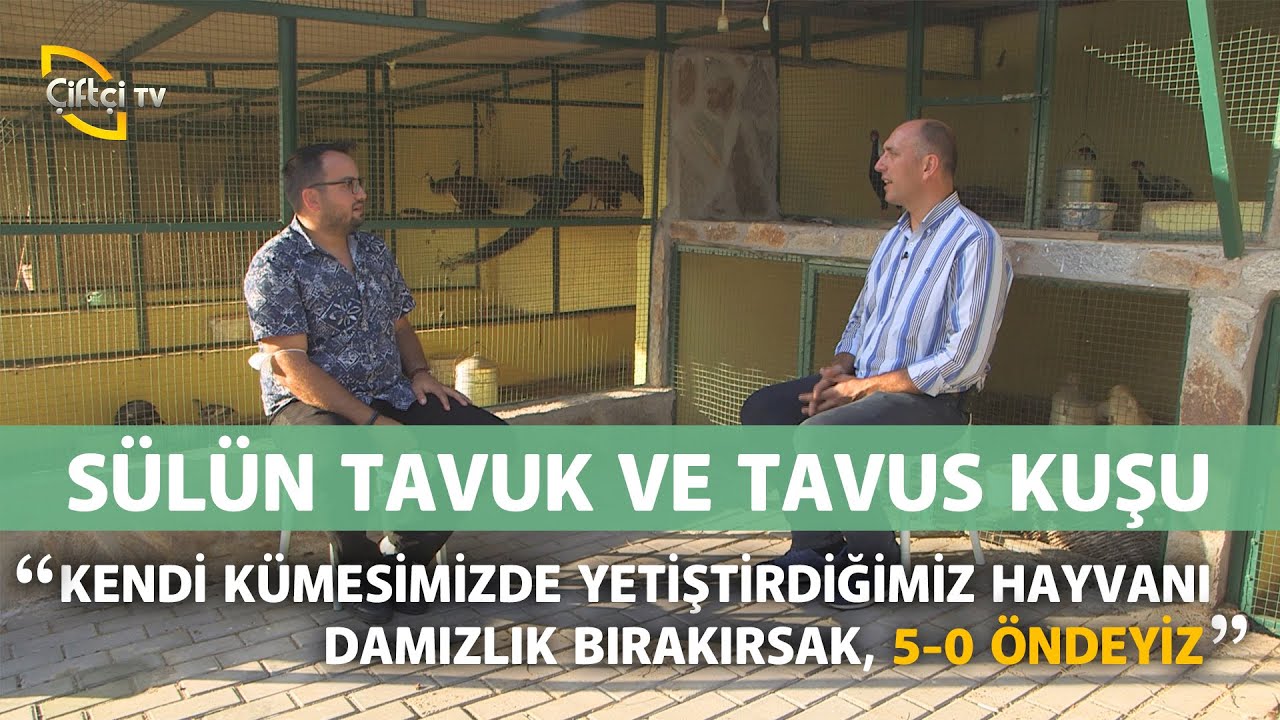 Sülün Tavuk ve Tavus Kuşu Yetiştiriciliği - Süslü