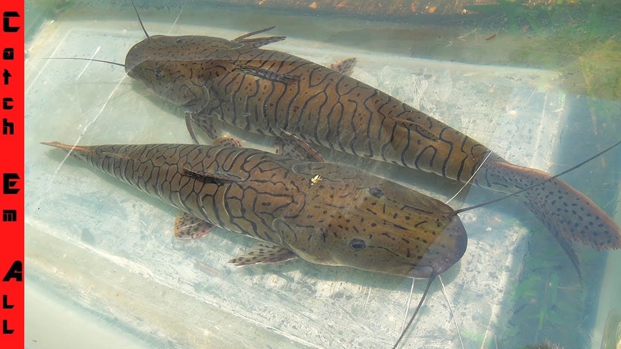 TIGER SHOVELNOSE CATFISH are FINALLY PAIRING in the POND!
