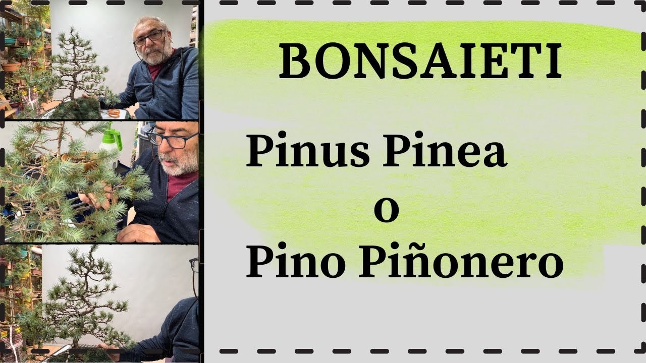 🌲 Limpieza y alambrado Pinus Pinea o PINO Piñonero