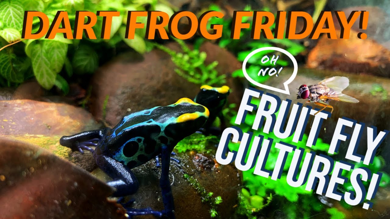 Fly Cultures for Dart Frogs