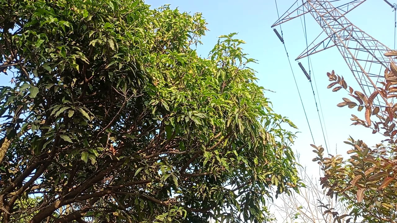 Gentle Wind & Birds Chirping 🌿 | Pure Nature Sounds | Relaxing Tree Ambience