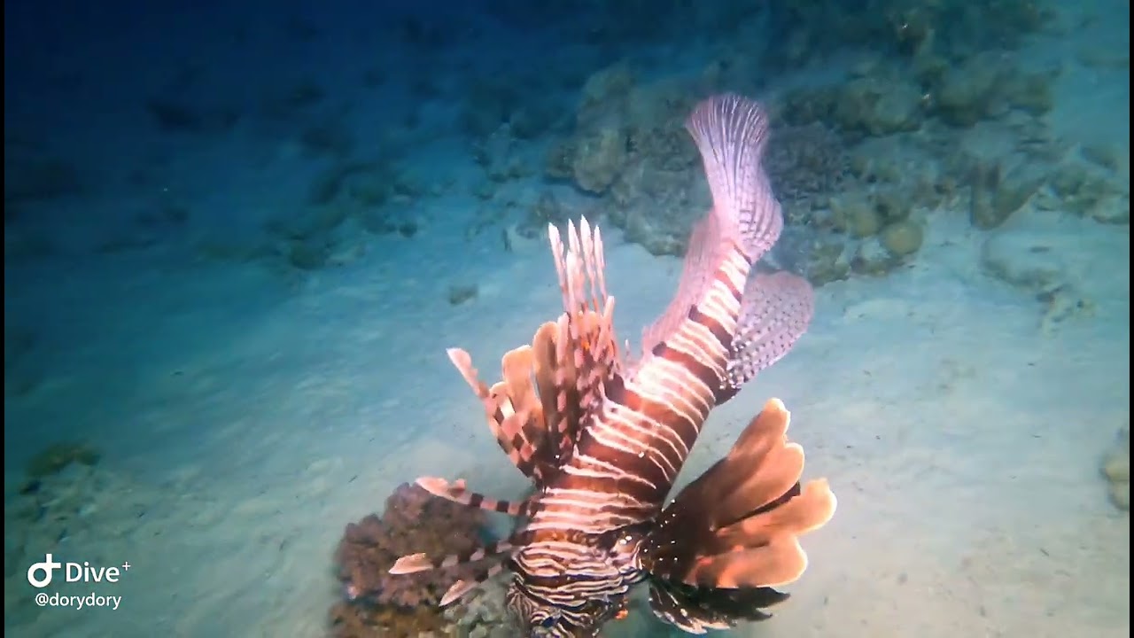 Egipt, diving.