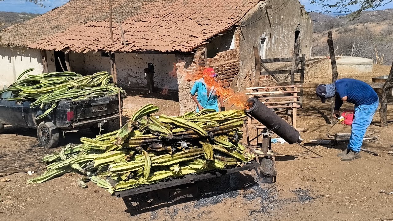 CONHEÇA O CANHÃO DE FOGO UMA MANEIRA FÁCIL DE QUEIMA OS ESPINHOS PRA ESCAPAR O GADO DA SECA  !!!!!!