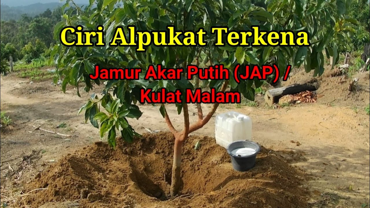 Ciri Alpukat Terkena Jamur Akar Putih, Kulat Malam / Avocado Exposed to Fungus