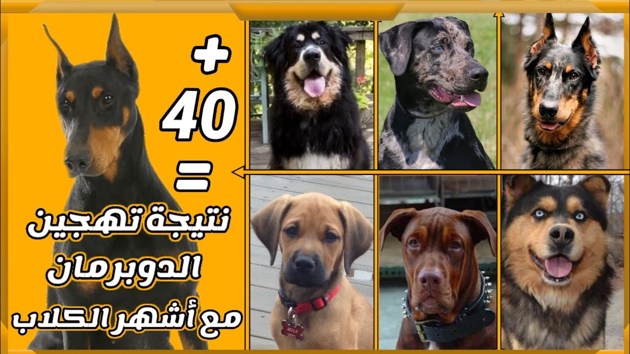 نتيجة  تهجين كلب الدوبرمان مع أكثر من 40 أشهر الكلاب حول العالم|| Best 40 Dobermann Mixes