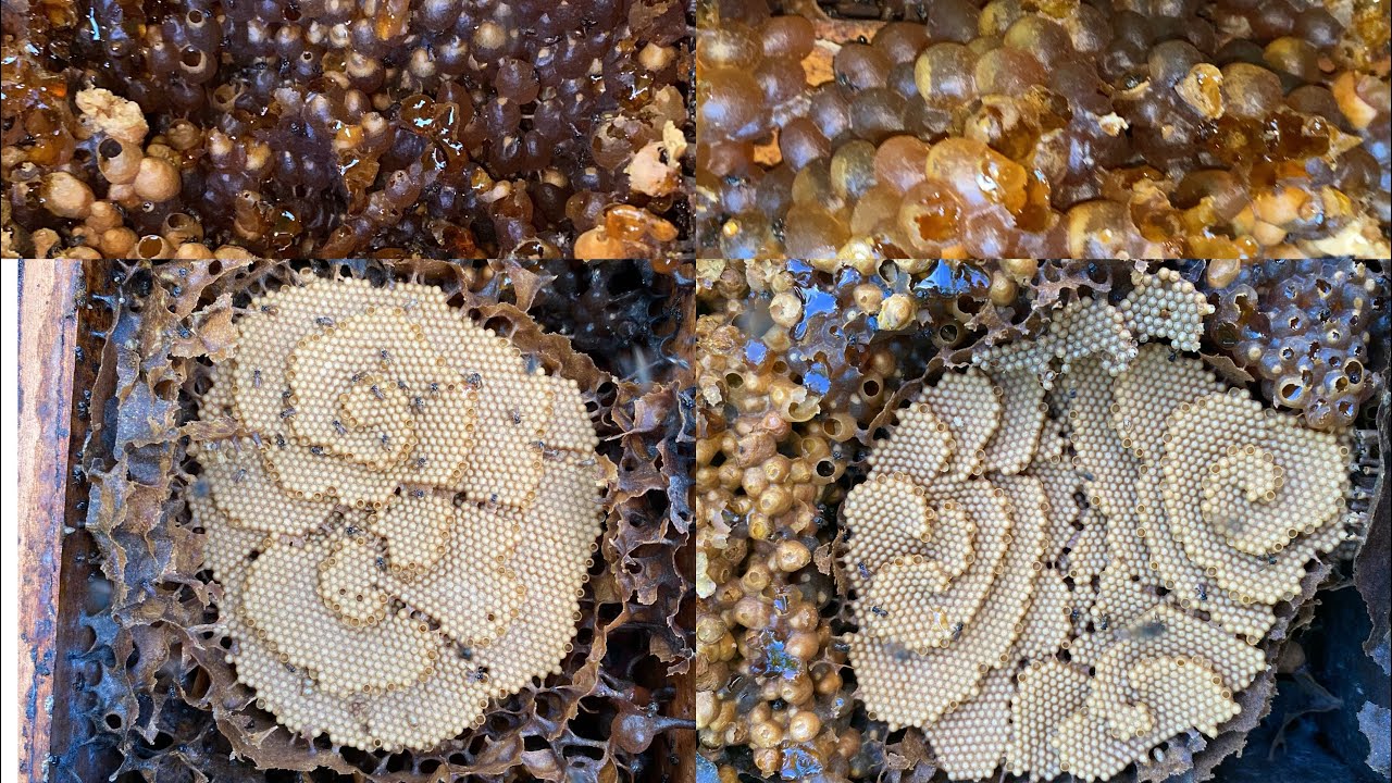 Part:1 Boxhive Golonies harvest and split Nasa Part 2 ang tutorial