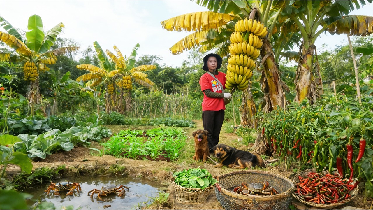 Grow Vegetables, Harvest Bananas, Water Spinach,Chili, Crabs To Sell At The Market, Cook With Them