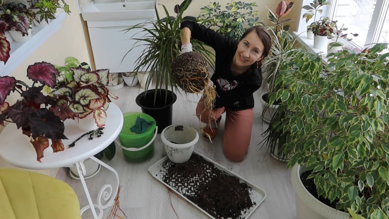 Драцена маргината, пересадка, эксперименты с обрезкой!