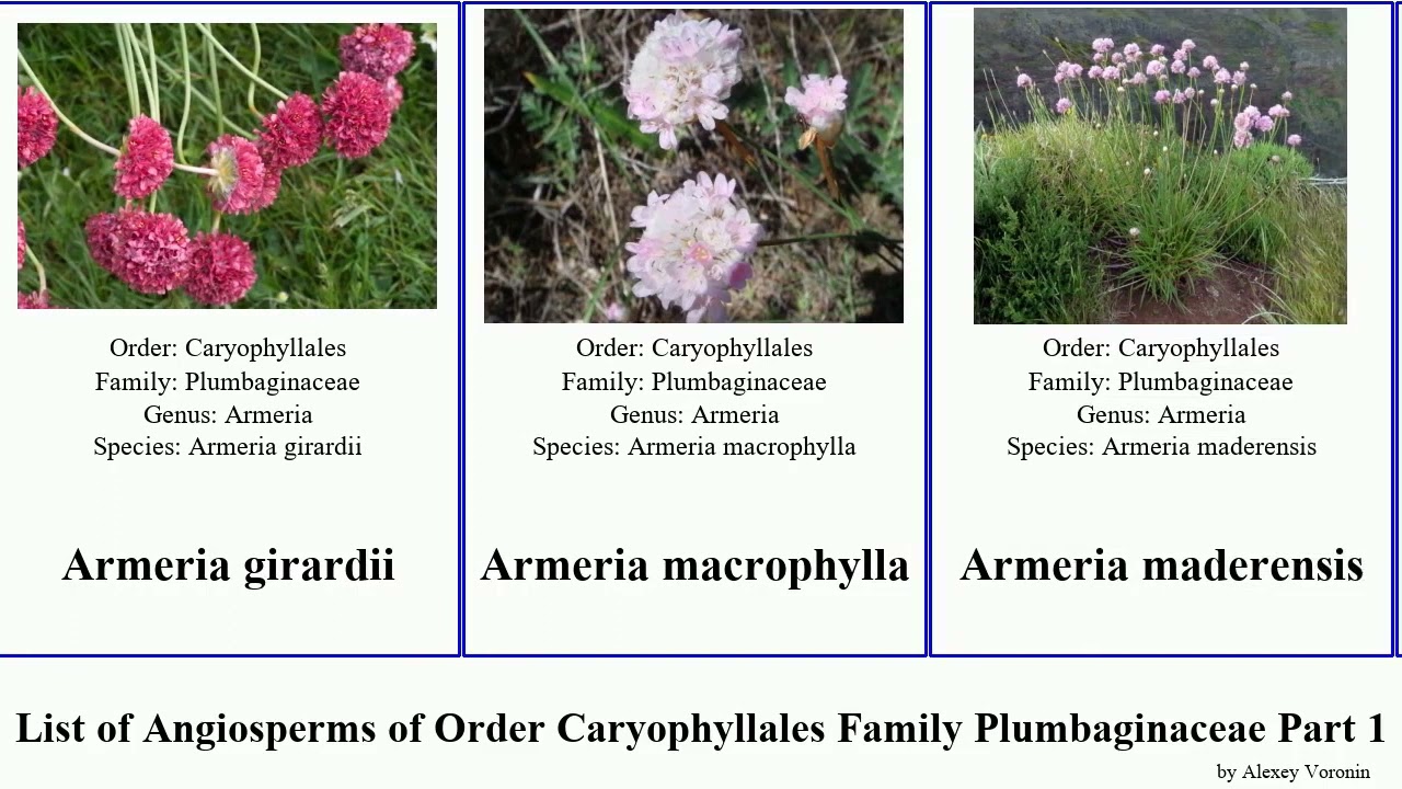 List of Angiosperms of Order Caryophyllales Family Plumbaginaceae Part 1 armeria acantholimon sea