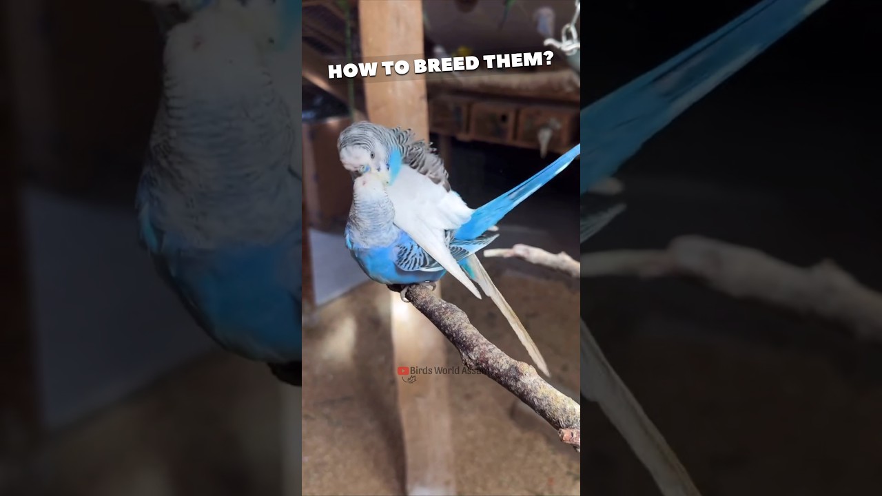 How to Breed Budgies Easily😍🦜 #birds #parrot #pets #budgies #budgiegar #budiges #budgie #birdslover