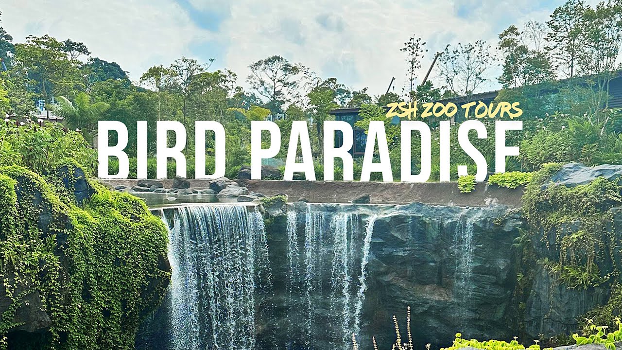 Bird Paradise Tour Singapore | The World's Best Bird Collection?