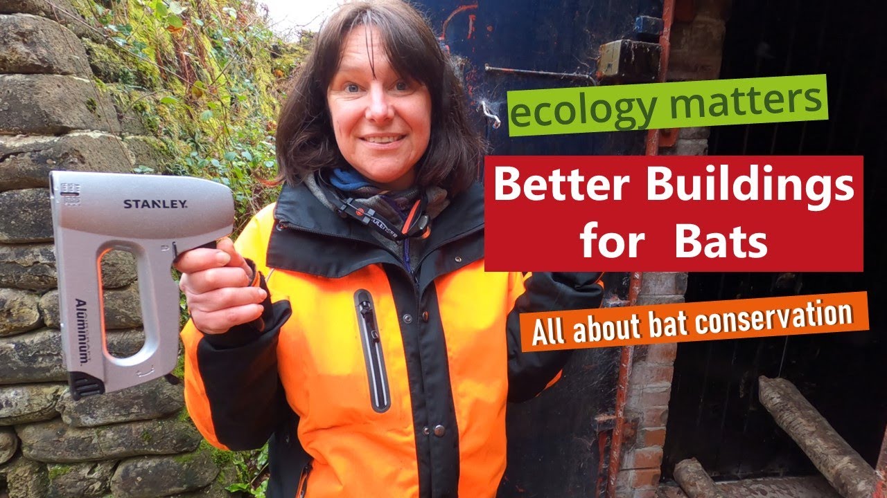 Better buildings for bats