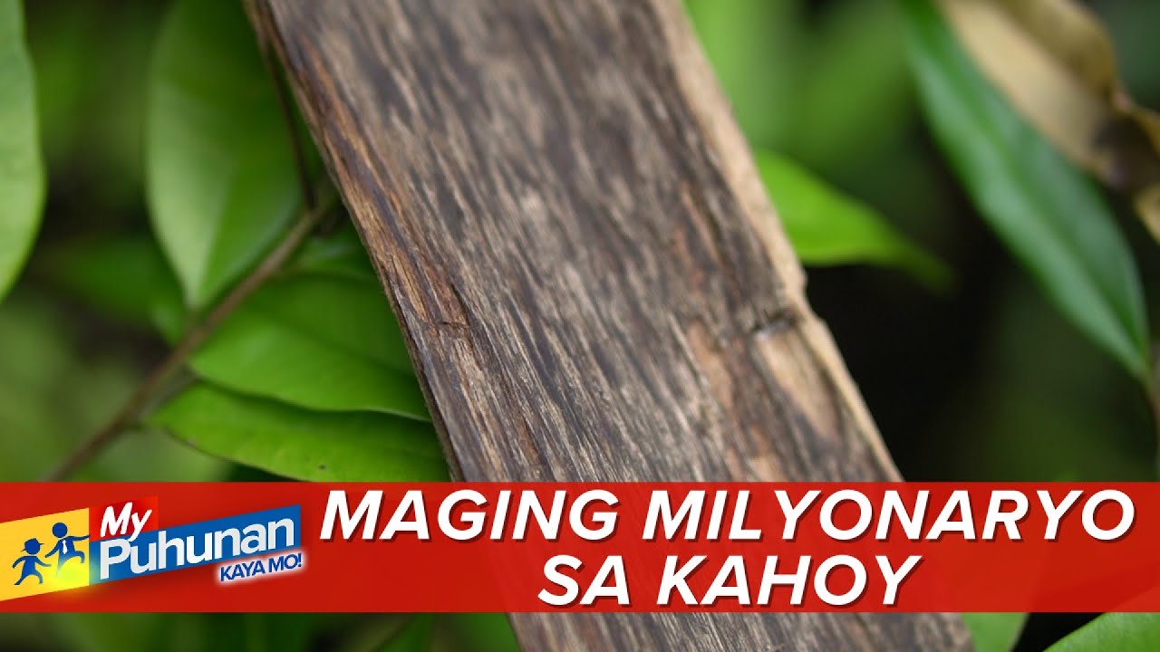 'My Puhunan: Kaya Mo!': Bakit P400,000 pataas ang bentahan ng agarwood sa Pilipinas?